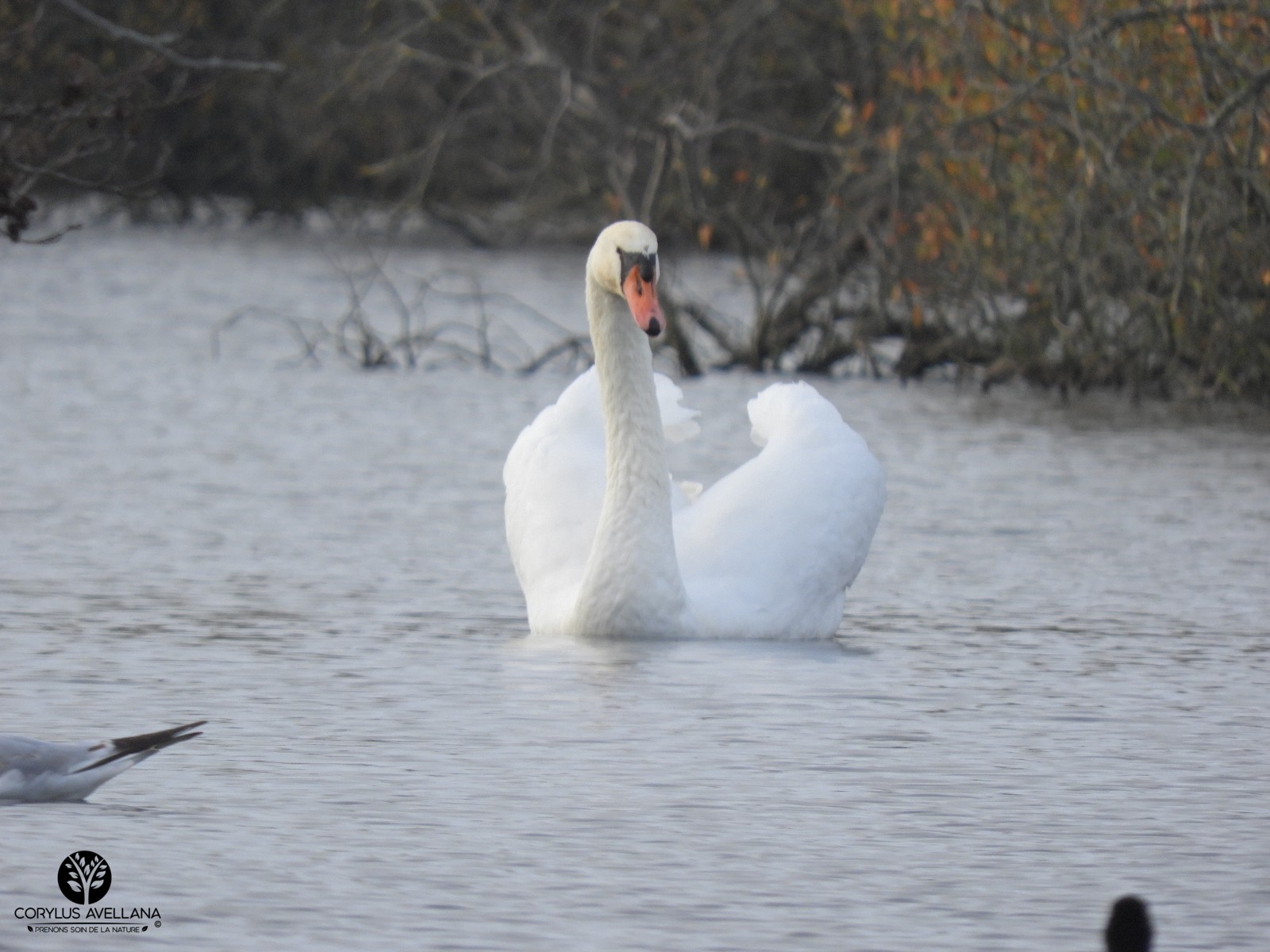 Cygne tubercule #1