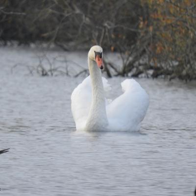 Cygne tubercule #1