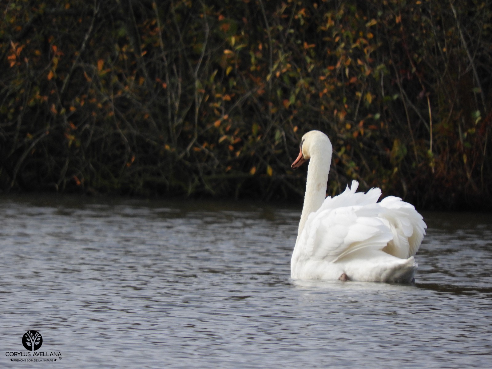 Cygne tubercule #2