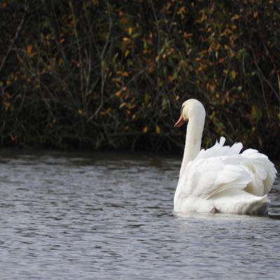 Cygne tubercule #2