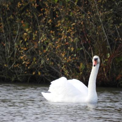 Cygne tubercule #3