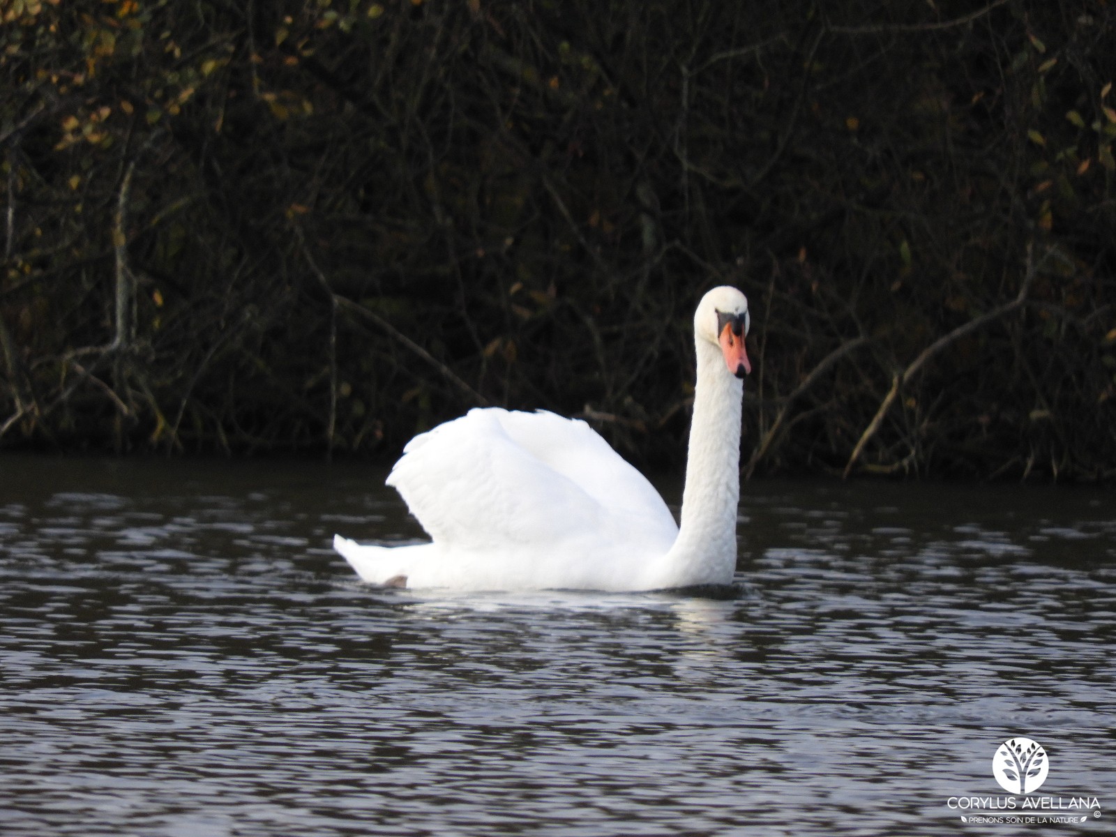 Cygne tubercule #4