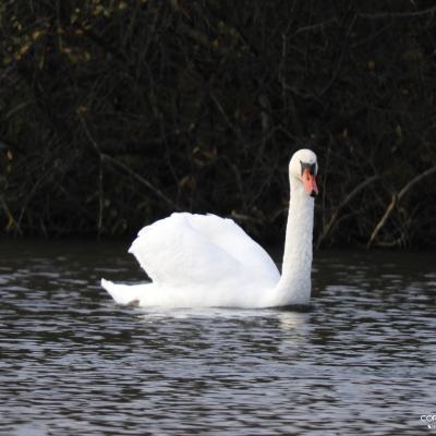 Cygne tubercule #4