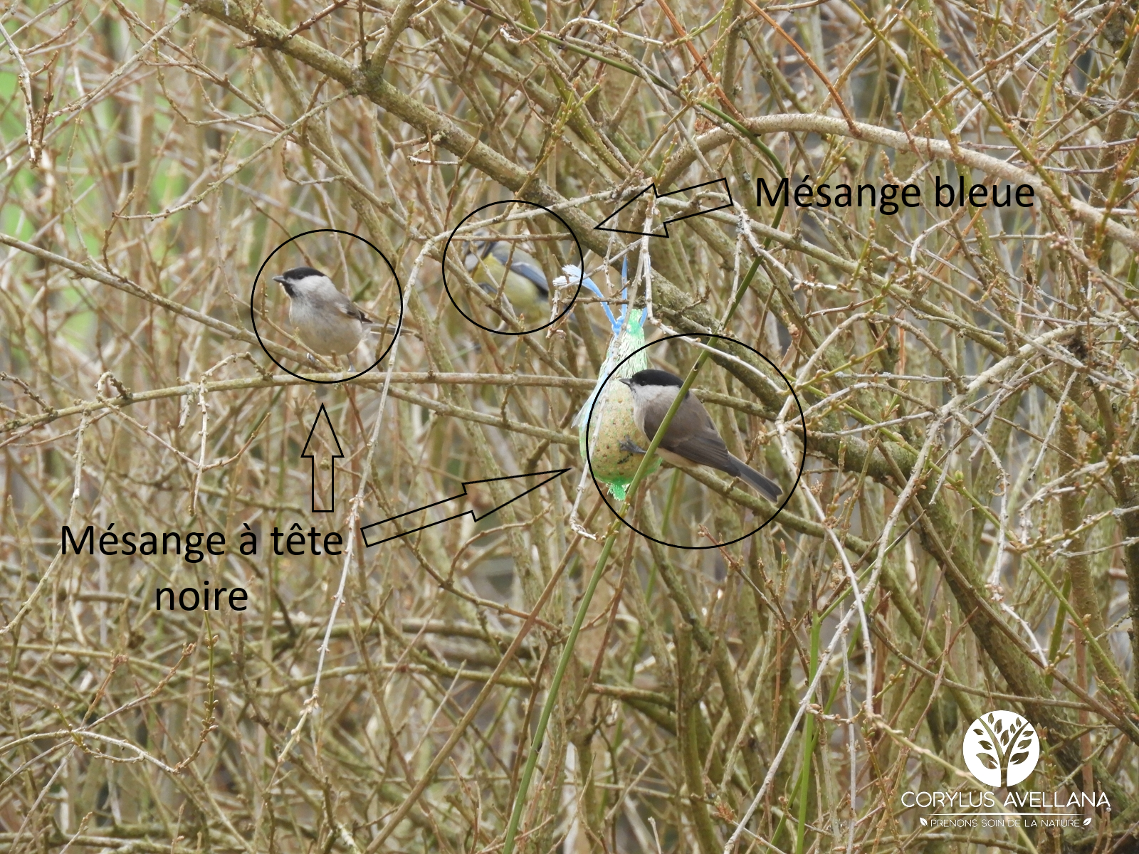 Mésange bleue et mésange a tête noire #3 