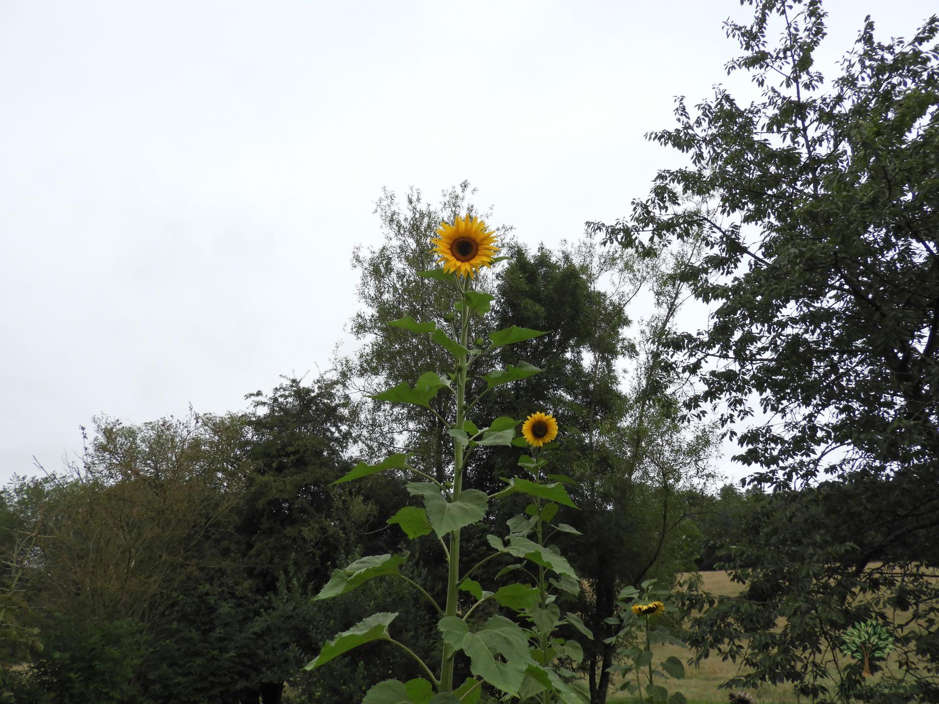 Tournesol #1