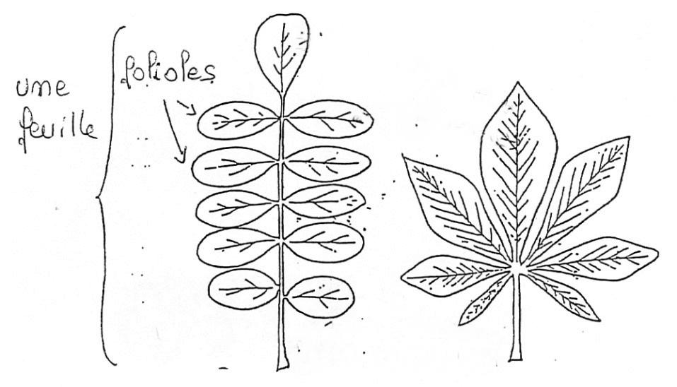 Leçon 4: feuille simple et feuille composée