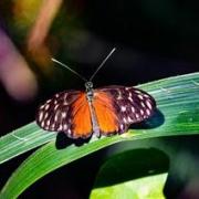 Nature forest wing photography leaf